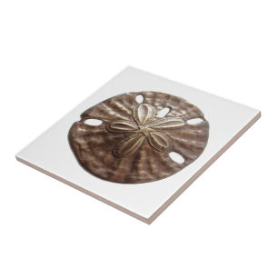 Carreau Dollar de sable en bronze