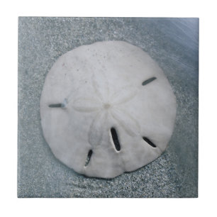 Carreau Dollar de sable sur la plage Île de Sanibel, Flo