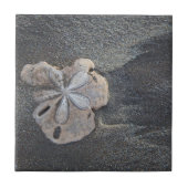 Carreau Dollar de sable sur le sable (Devant)