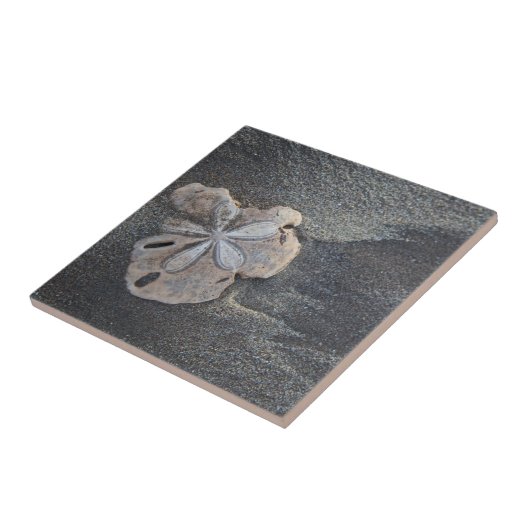 Carreau Dollar de sable sur le sable (Côté)