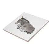 Carreau Donkey Foal (Côté)