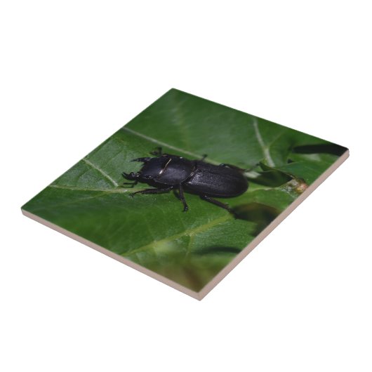 Carreau Dorcus parallelipipedus, le moindre dendroctone du (Côté)