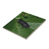 Carreau Dorcus parallelipipedus, le moindre dendroctone du (Côté)