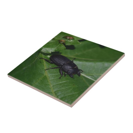 Carreau Dorcus parallelipipedus, le moindre dendroctone du (Côté)