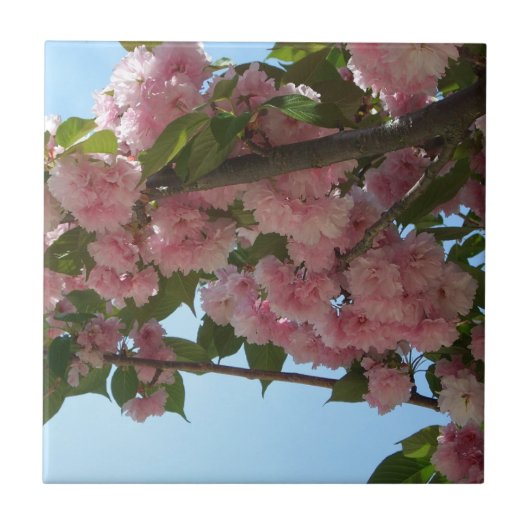 Carreau Double Blossoming Cherry (Devant)