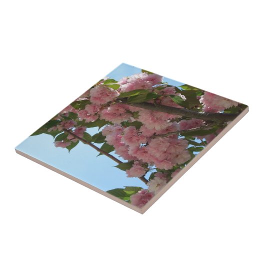 Carreau Double Blossoming Cherry (Côté)