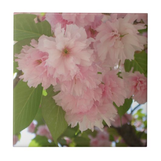 Carreau Double floraison cerisier II printemps fleuri (Devant)