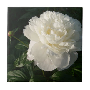 Carreau Doubles tuiles ou trépieds blancs de pivoines