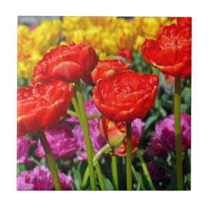 Carreau Doubles tulipes rouges