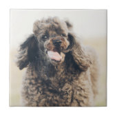 Carreau Doux Poodle Chien Visage Sourire souriant (Devant)