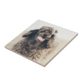 Carreau Doux Poodle Chien Visage Sourire souriant (Côté)