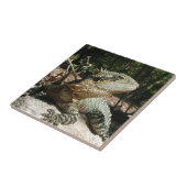 Carreau Dragon d'eau australien (Côté)