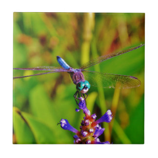 Carreau Dragonfly