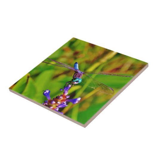 Carreau Dragonfly (Côté)