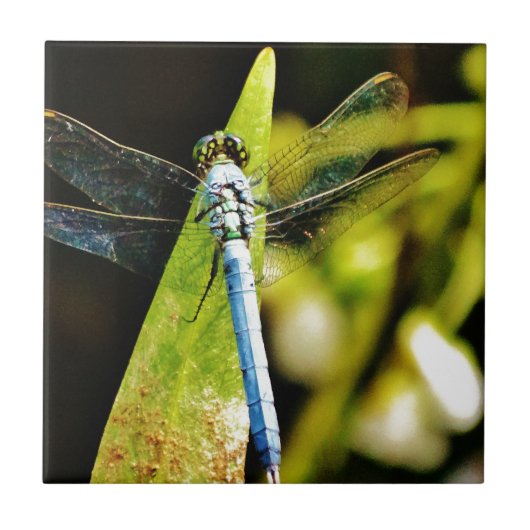 Carreau Dragonfly bleu clair (Devant)