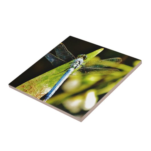 Carreau Dragonfly bleu clair (Côté)