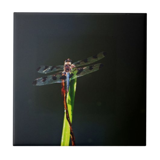 Carreau Dragonfly bleu et noir sur gazon vert et rouge (Devant)