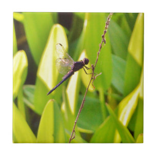 Carreau Dragonfly Blue et noir sur l'herbe.