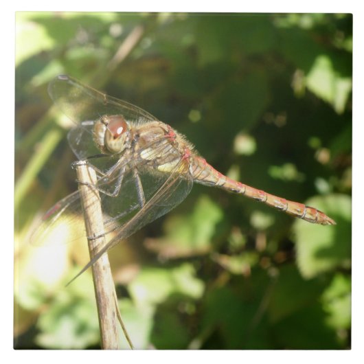 Carreau Dragonfly sur une tuile de brindilles (Devant)