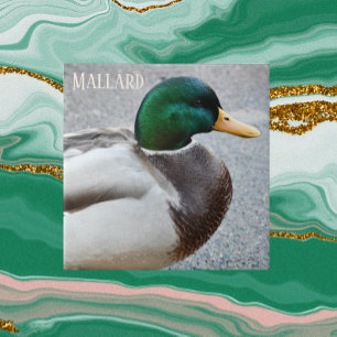 Carreau Drake Mallard à tête verte