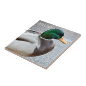 Carreau Drake Mallard à tête verte (Côté)