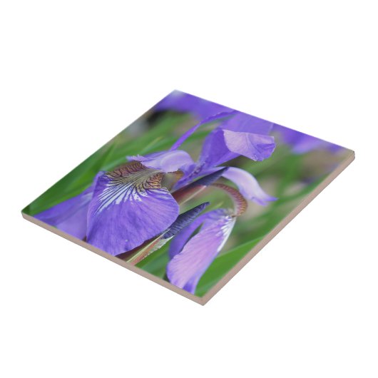 Carreau Drapeau bleu Iris Fleur Nature (Côté)