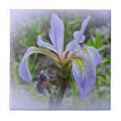 Carreau Drapeau bleu - Iris sauvage (Devant)
