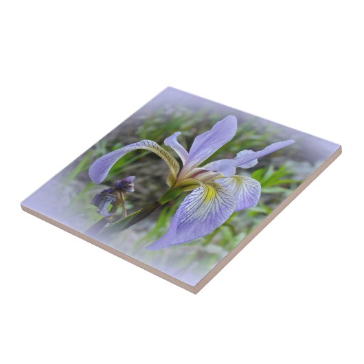 Carreau Drapeau bleu - Iris sauvage (Côté)