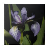 Carreau Drapeau bleu violet Iris Fleur Nature (Devant)