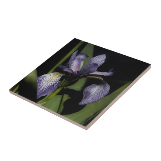 Carreau Drapeau bleu violet Iris Fleur Nature (Côté)