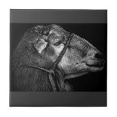 Carreau droit (Devant)