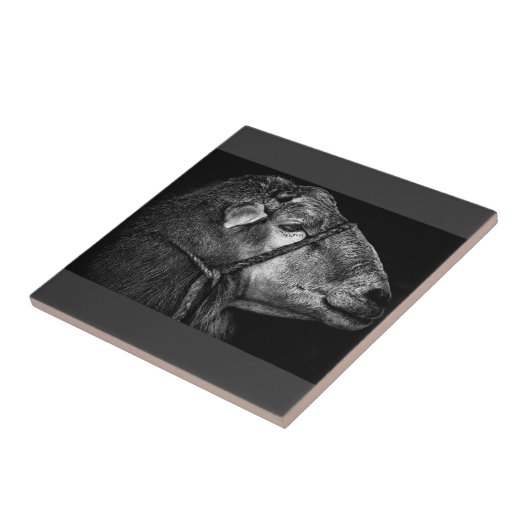 Carreau droit (Côté)