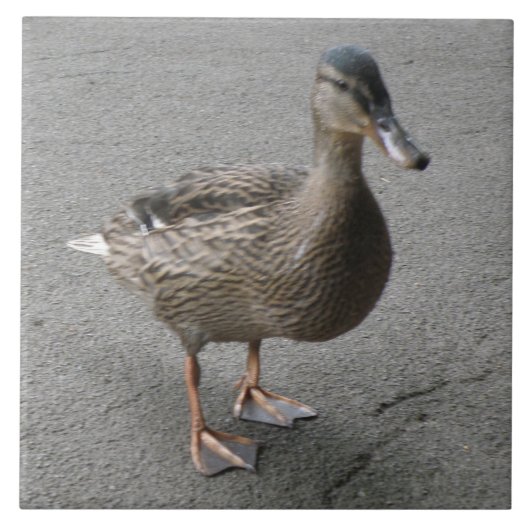 Carreau Drôle Carrelage de canard (Devant)