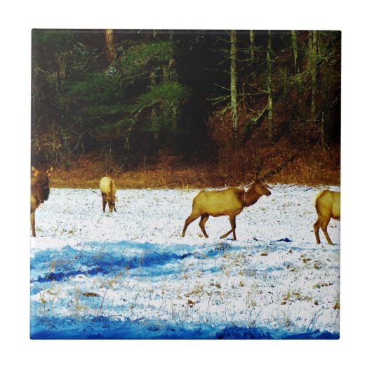 CARREAU DSC00131.JPG (Devant)