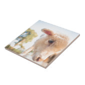 CARREAU _DSC2491 (Côté)