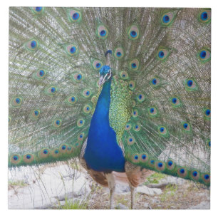 Carreau Dubrovnik, Croatie, île de Lokrum, colorée