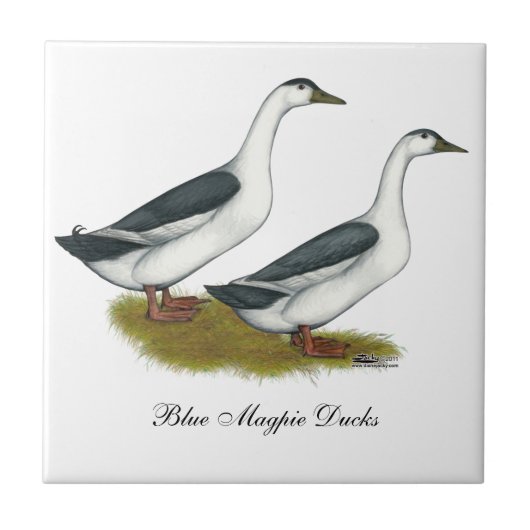 Carreau Ducks : Blue Magpies (Devant)