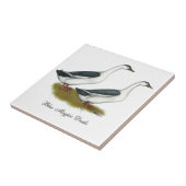 Carreau Ducks : Blue Magpies (Côté)