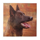 Carreau Dutch Shepherd - Illustration utchie (Devant)