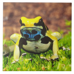 Carreau Dyeing Poison Frog, Dendrobates tinctorius,