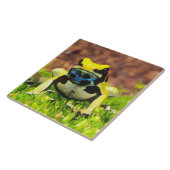 Carreau Dyeing Poison Frog, Dendrobates tinctorius, (Côté)