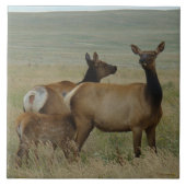 Carreau E61 Elc de vache et veau (Devant)