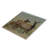 Carreau E61 Elc de vache et veau (Côté)