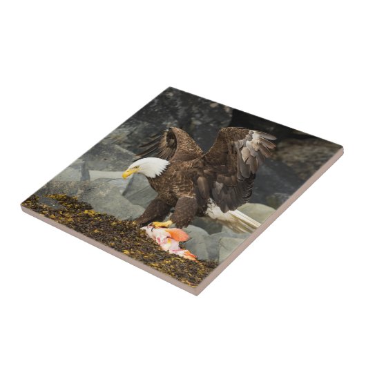 Carreau Eagle chauve final (Côté)