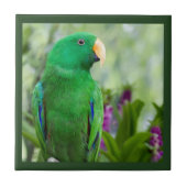 Carreau Eclectus Parrot Homme (Devant)