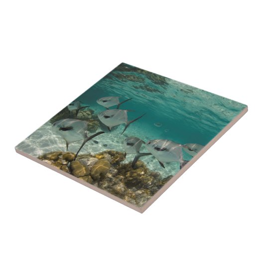 Carreau École de permis de pêche (Côté)