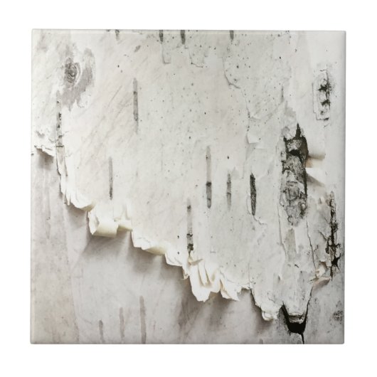 Carreau Écorce de Birch (Devant)