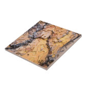 Carreau écorce de pin Ponderosa, Washington (Côté)