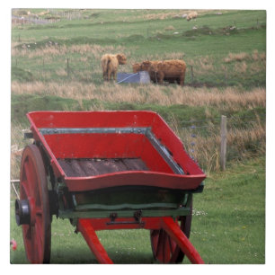 Carreau Écosse, île de Skye, Kilmuir. Animaux de ferme