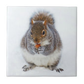 Carreau Écureuil (Devant)